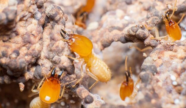Termite Control