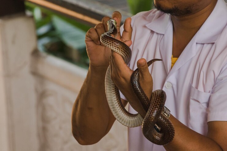 Snake & Lizard Catching