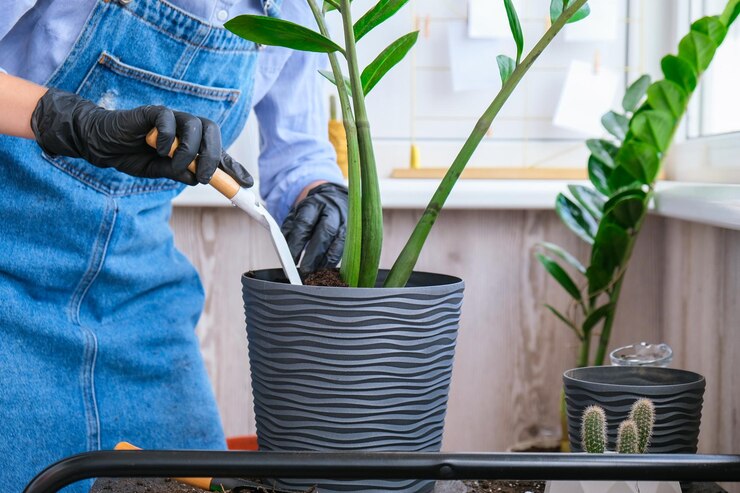 Indoor Plant Services